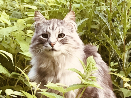 Madeleine de Geus Nilsson